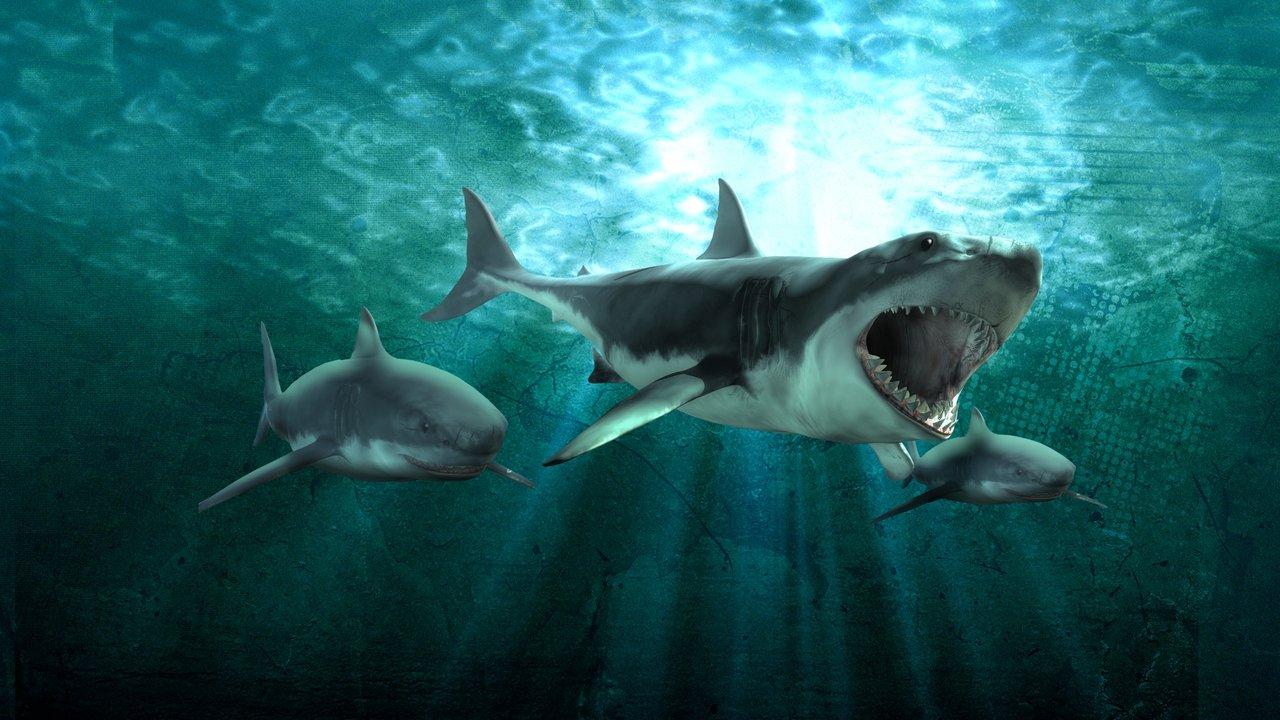 Shark Queens backdrop