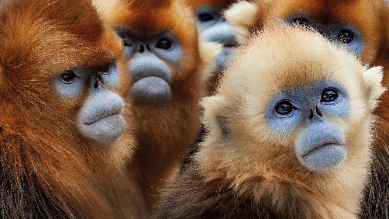 Seven Worlds, One Planet backdrop