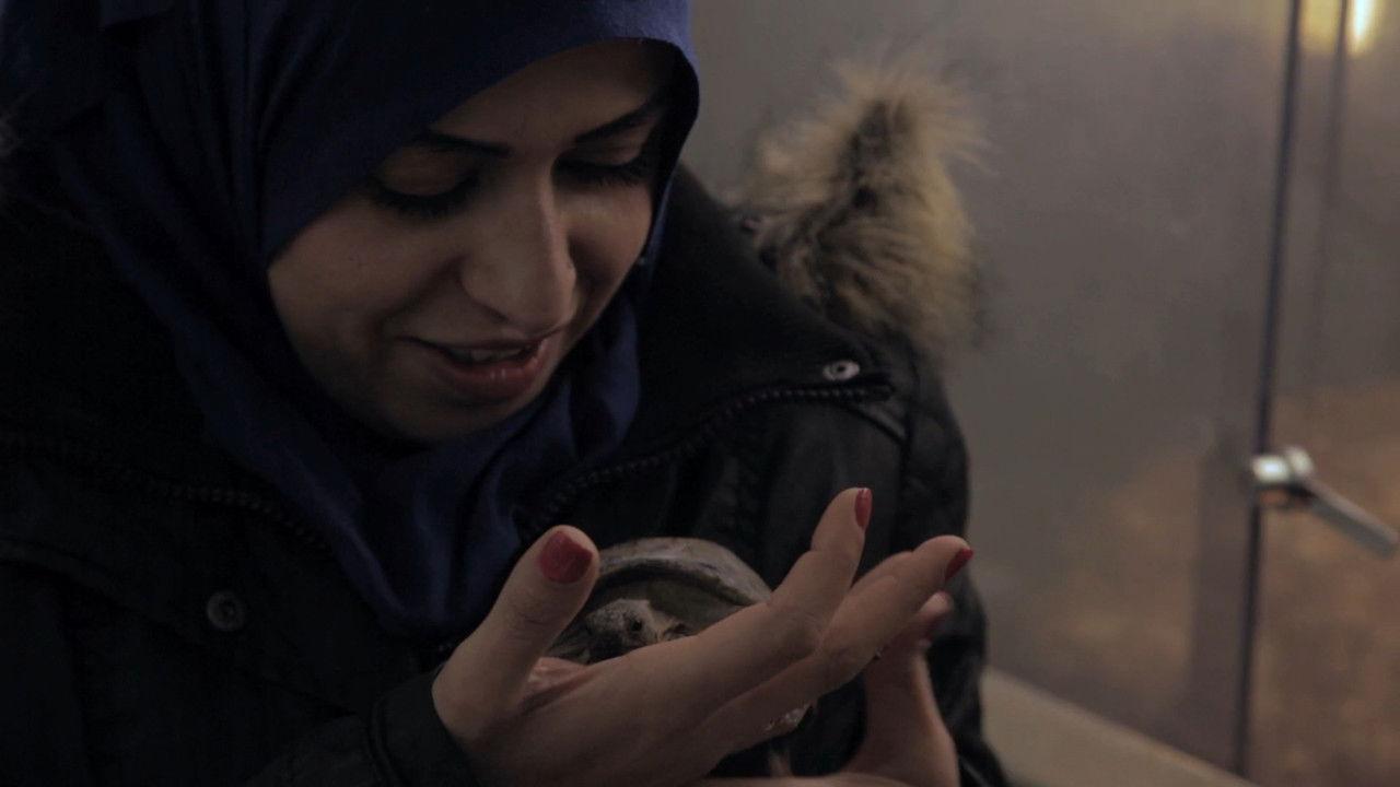 Schildkröten Panzer backdrop