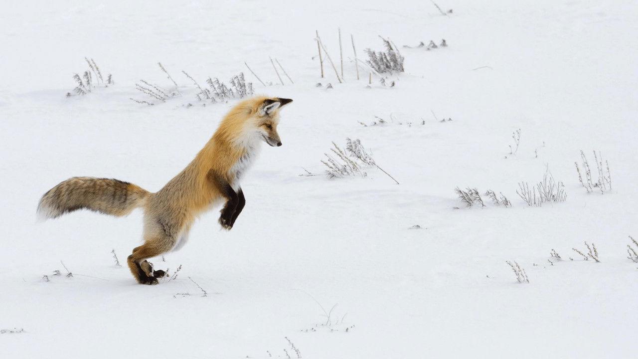 The Fox Mountain backdrop