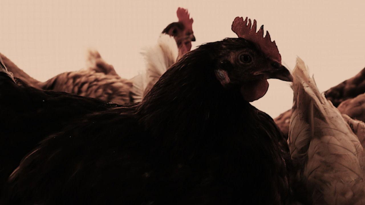 The Henhouse State backdrop