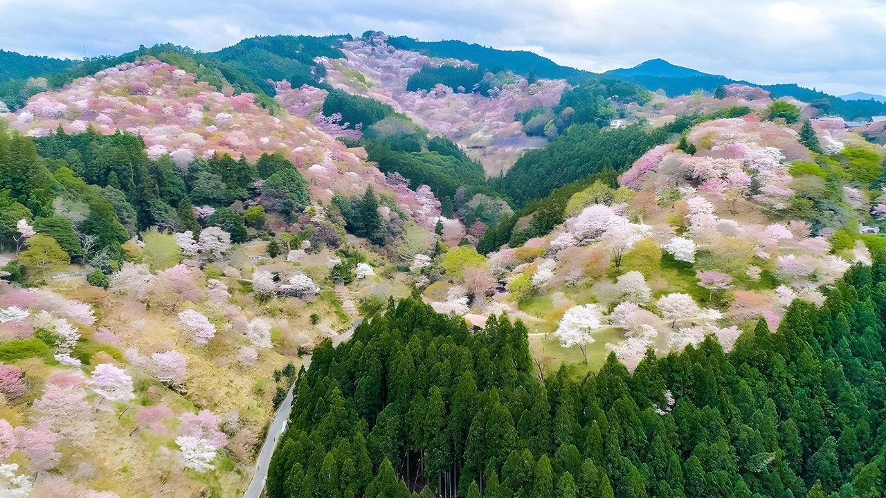 4K Sakura: A vibrant cherry blossom landscape that colors the spring. backdrop