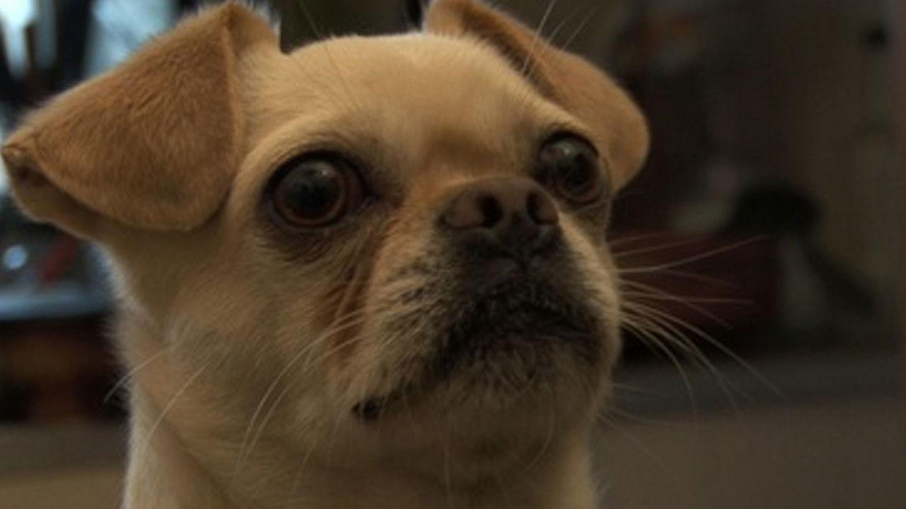 El mate amargo backdrop