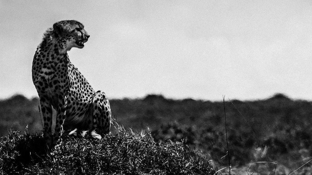 Félins, noir sur blanc backdrop