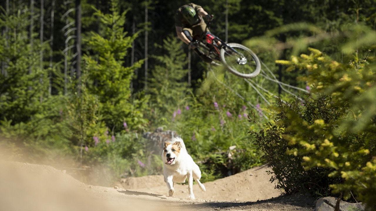 A Dog's Tale backdrop