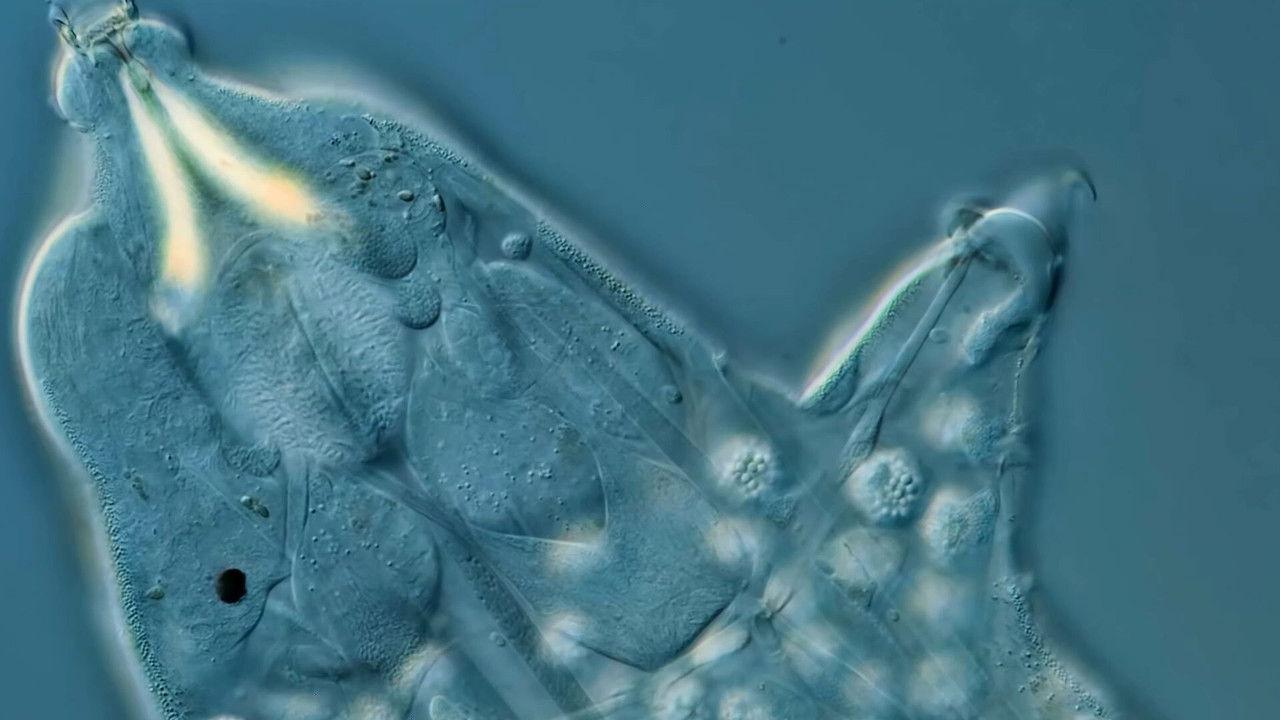 Looking at Tardigrade Sperm and Other Reproducing Swimmers