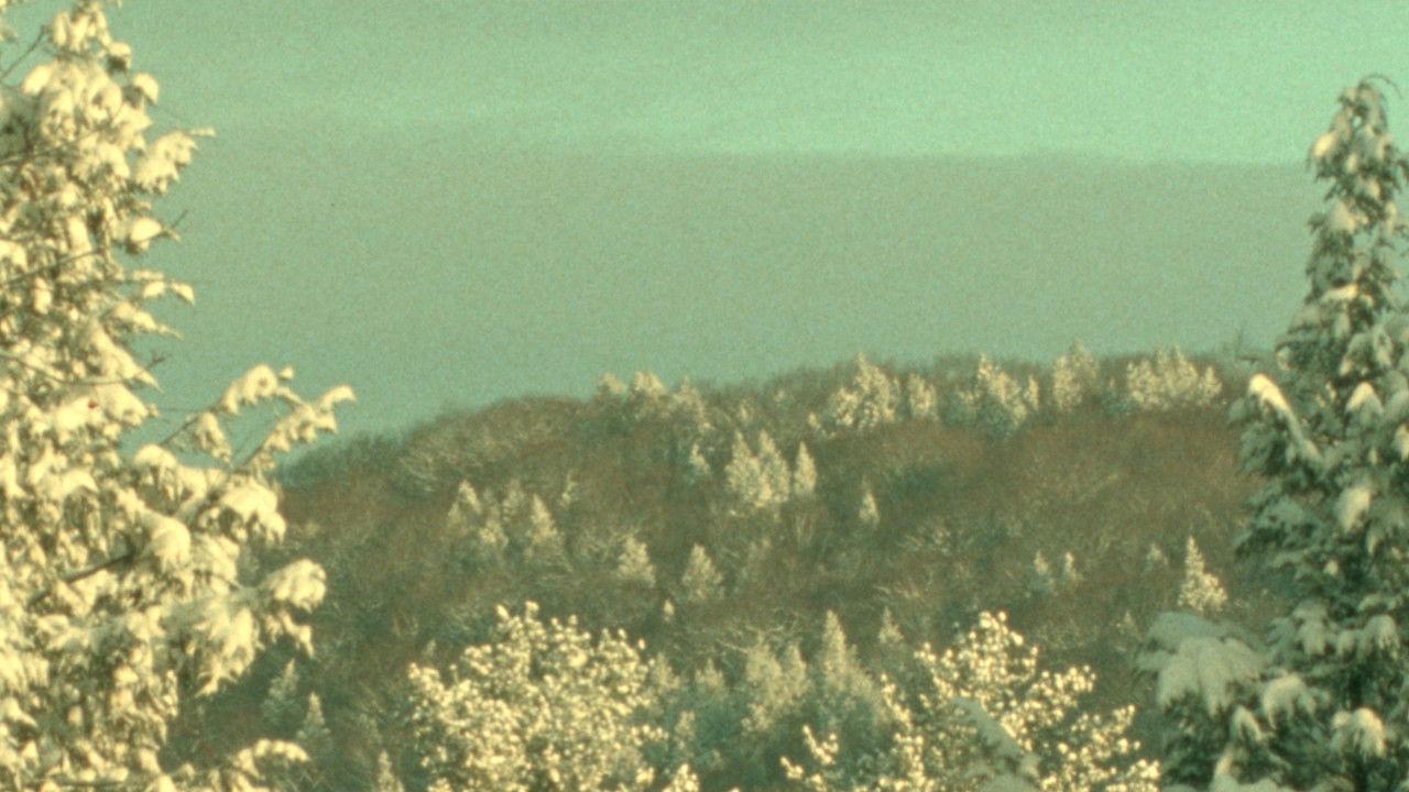 Winter Light backdrop