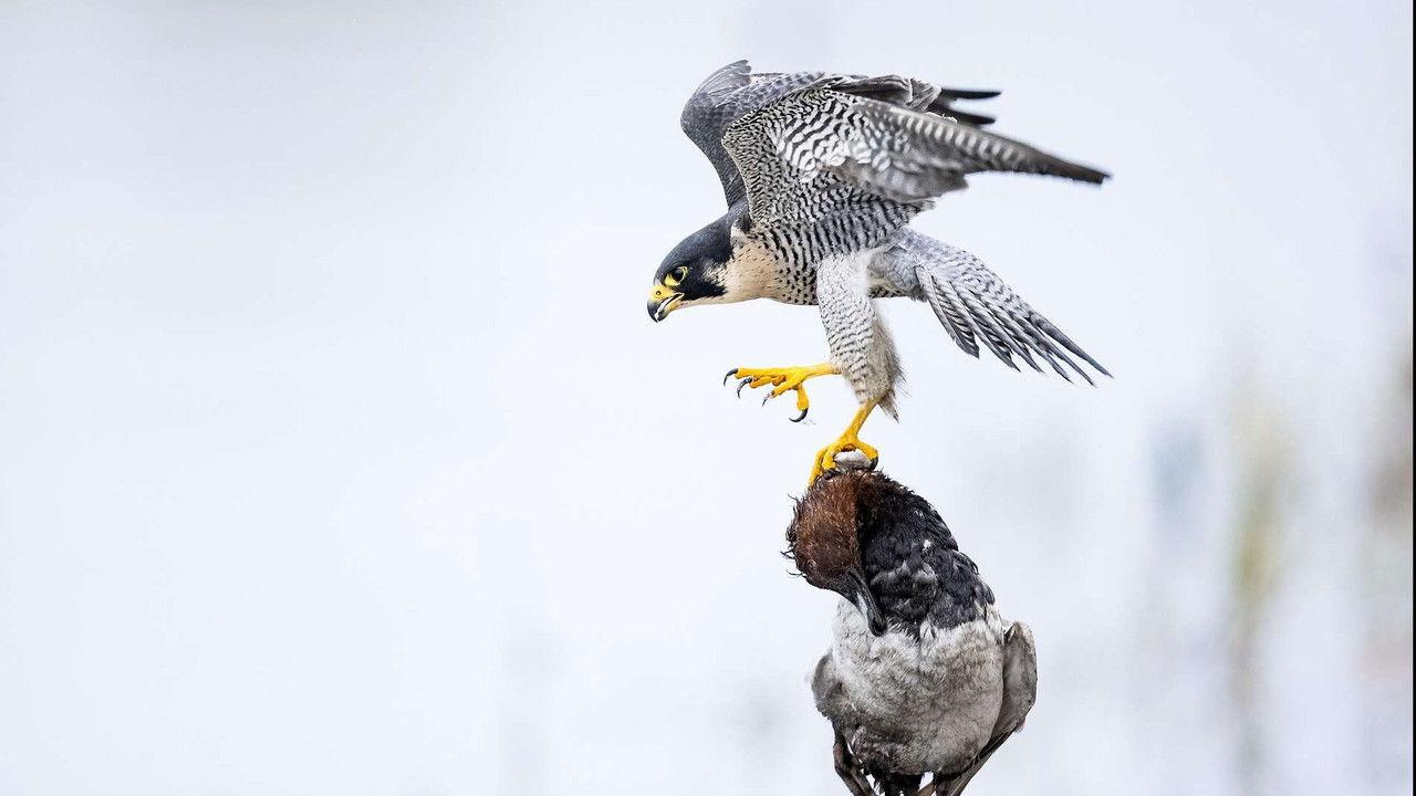 Das Alpenrheintal – Wo sich die Natur neu erfindet backdrop