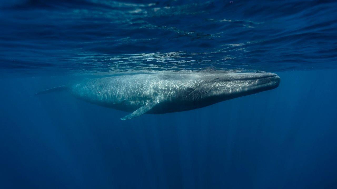 Le retour des baleines à bosse backdrop