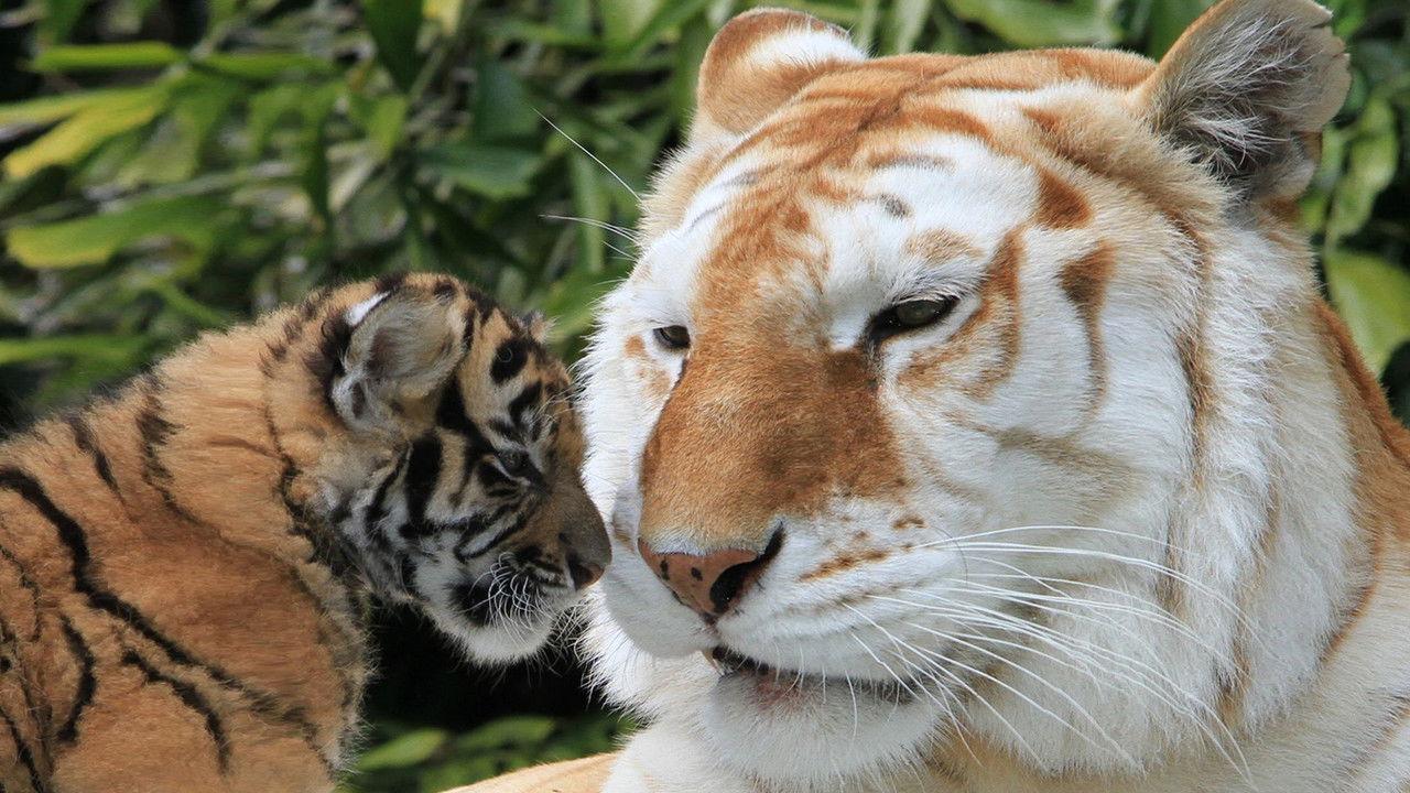 The Miracle Tiger backdrop