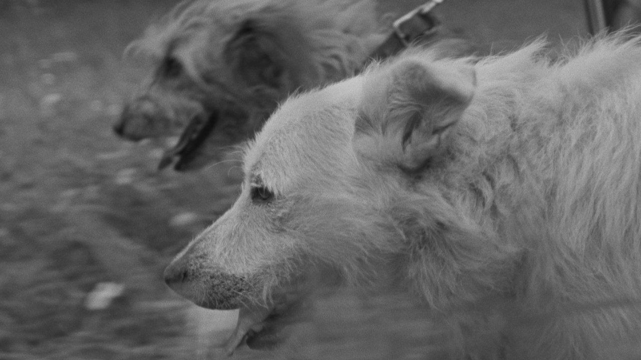 Critical Condition backdrop