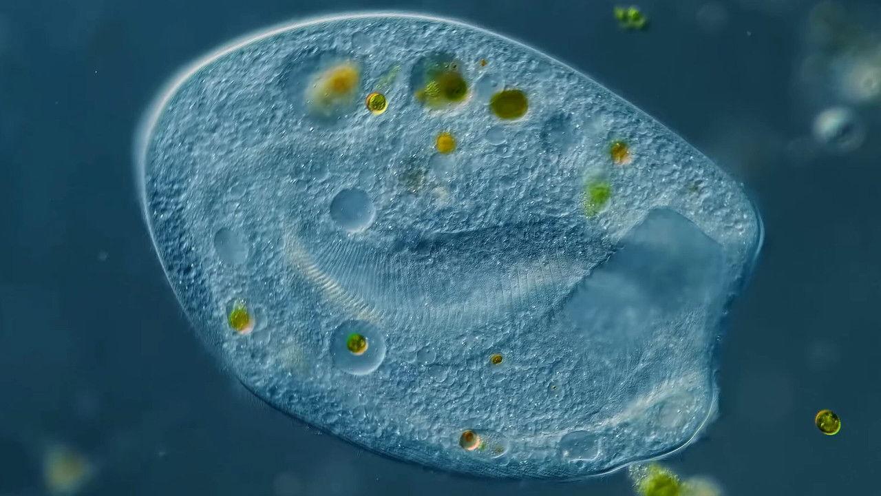 Bursaria: Giant Gravity-Sensing Vacuums