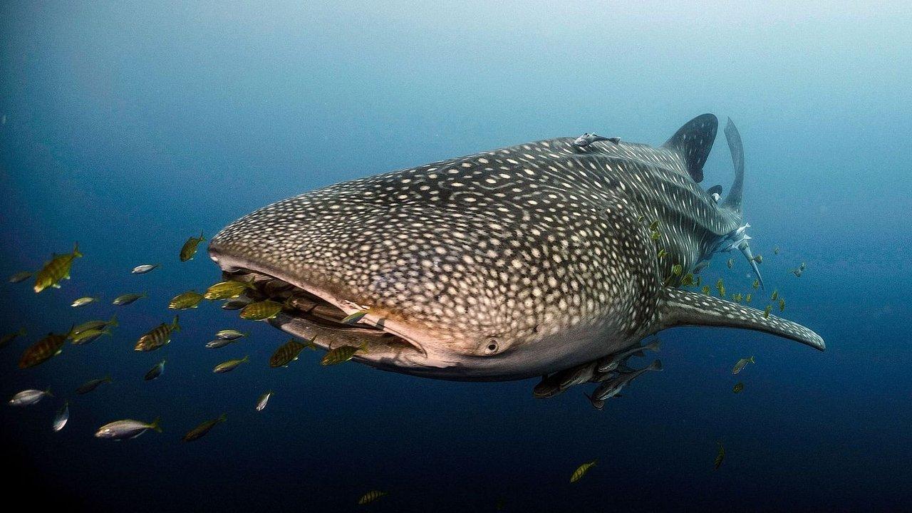 Le long voyage d'un requin-baleine backdrop