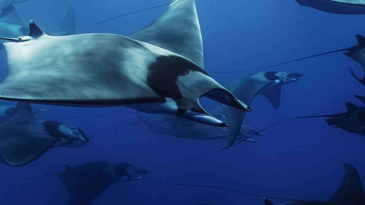 Mobula, la légende des diables backdrop