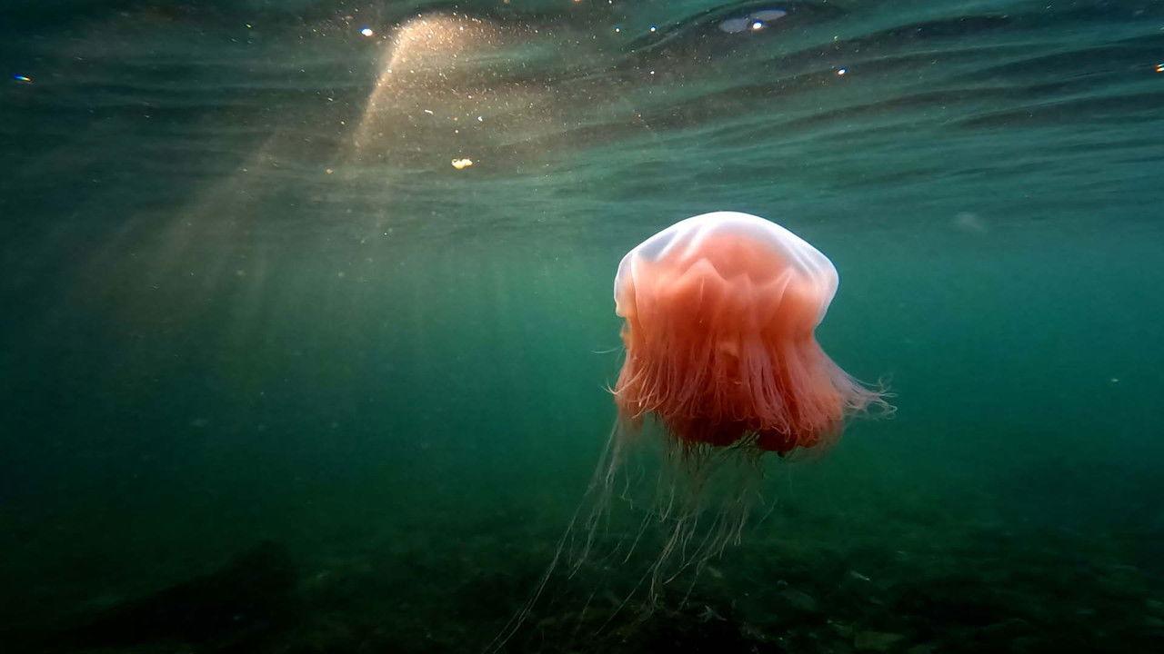 Pepe taucht ab backdrop