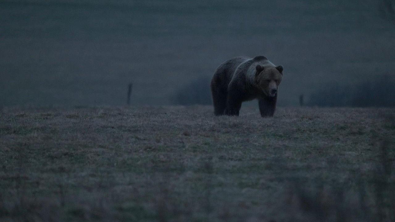 Voice of the Forest backdrop