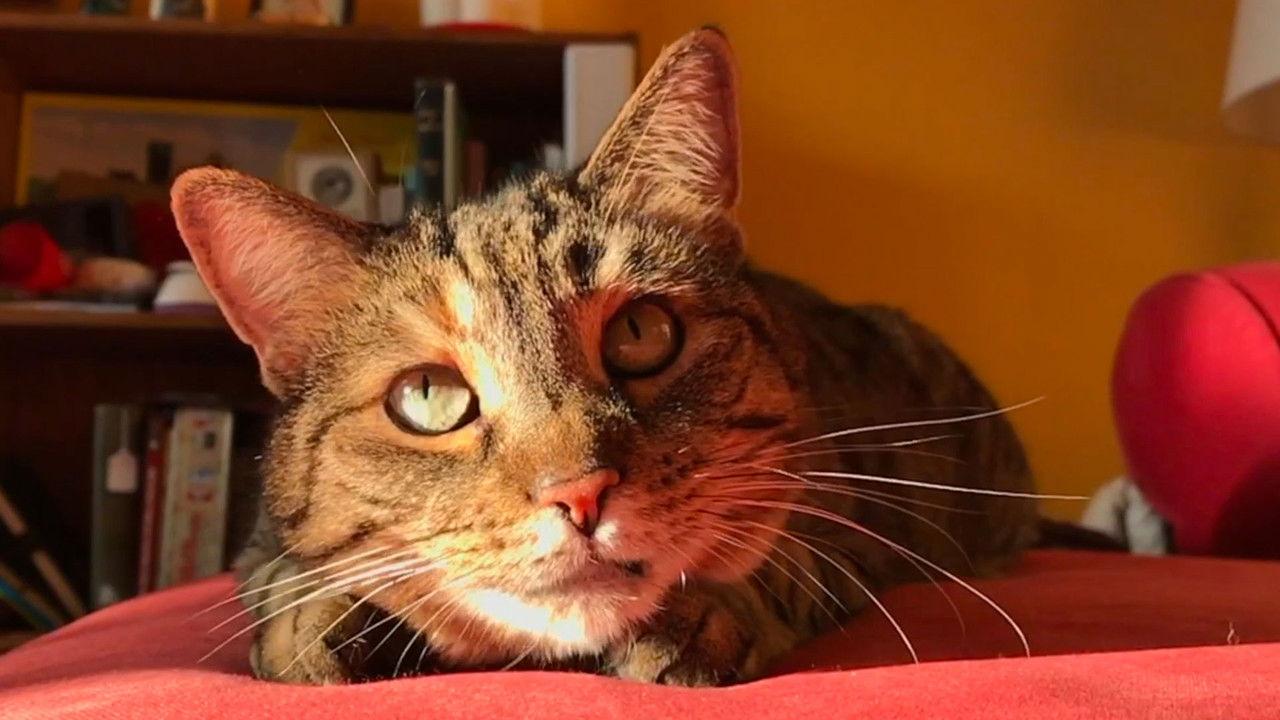 Quarantine Cat Film Festival backdrop