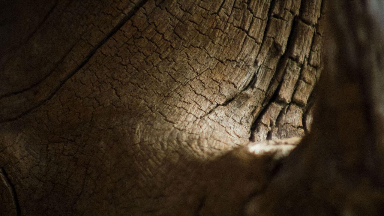 Creature Catalogue backdrop