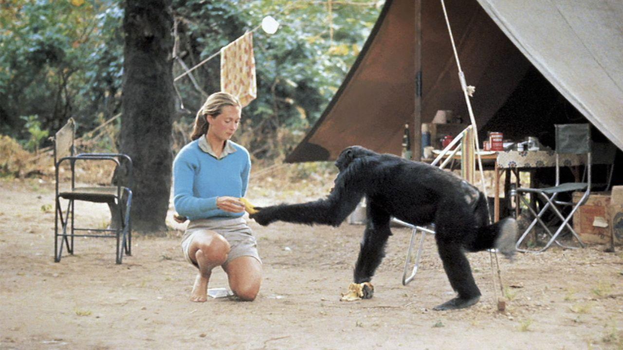 Testosterone, Dr. Jane Goodall