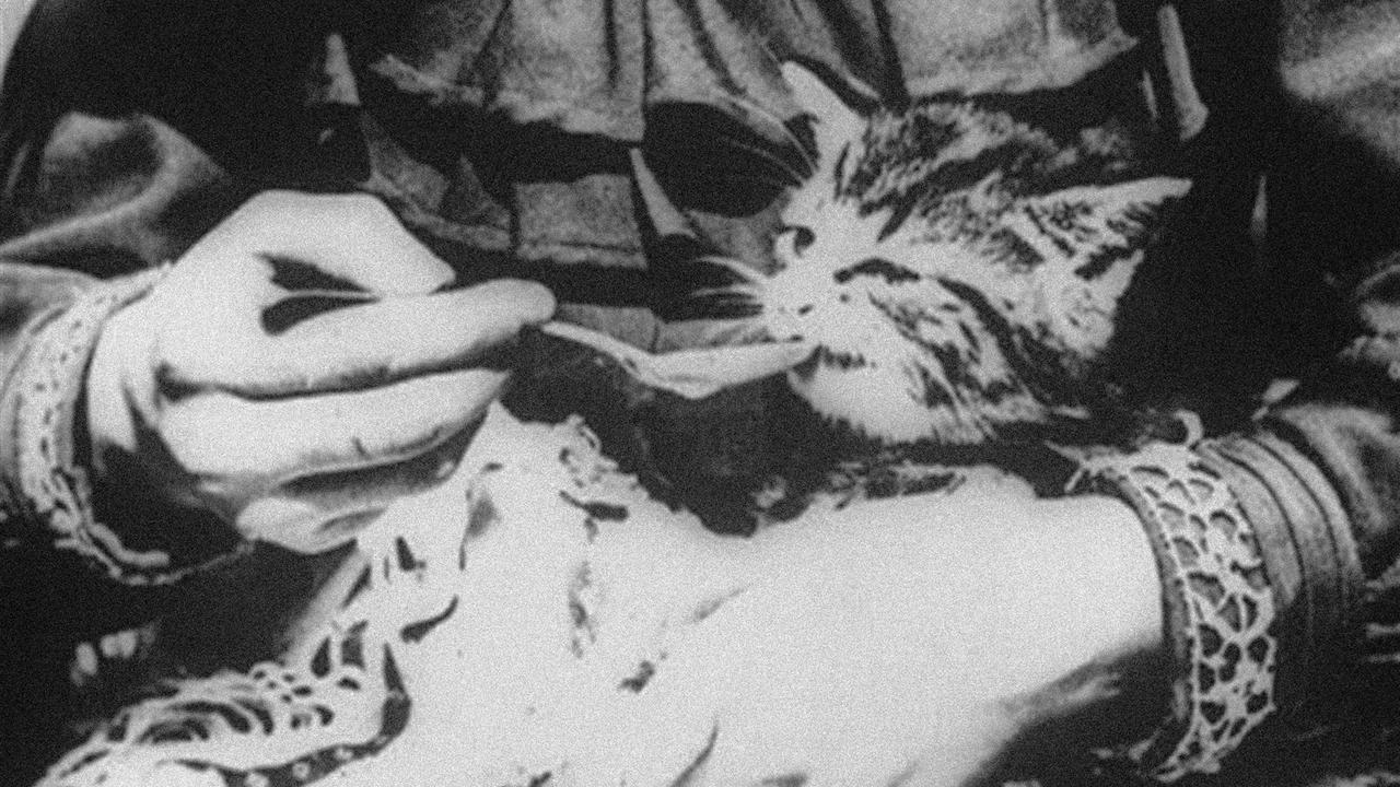 The Sick Kitten backdrop