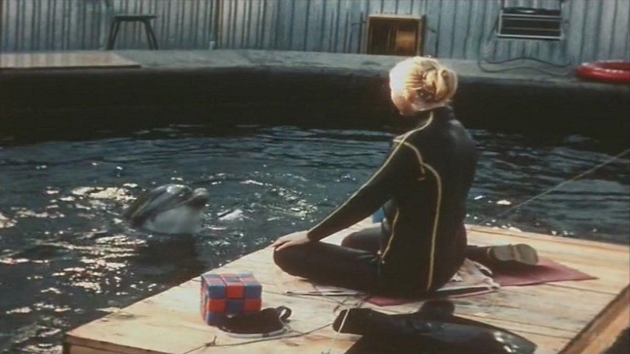 People and Dolphins backdrop