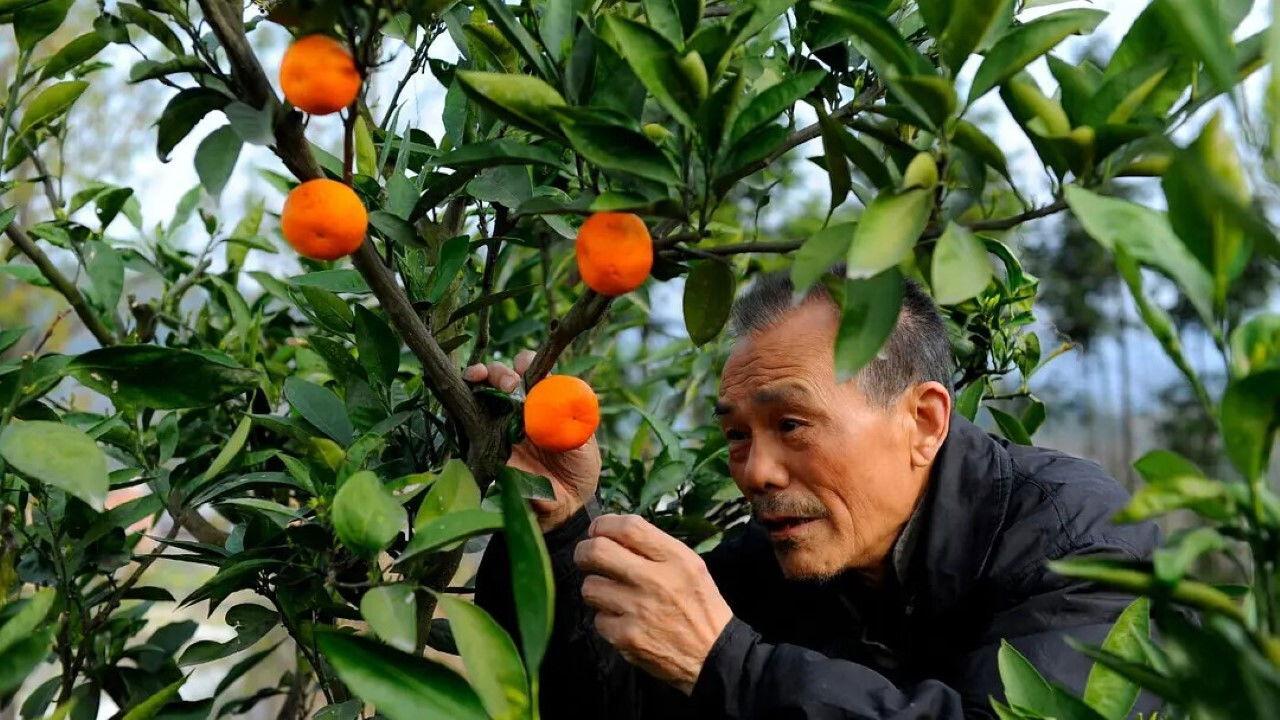 The Orange Tree And The Boy backdrop