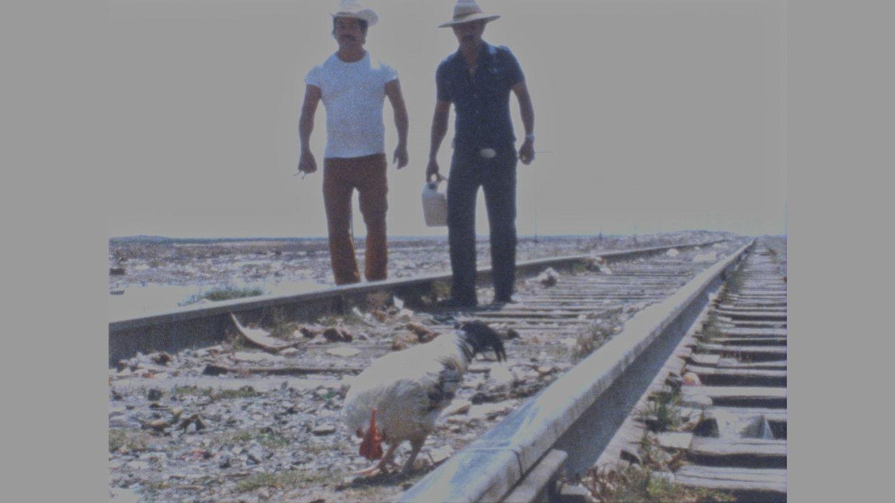 Rooster travel backdrop