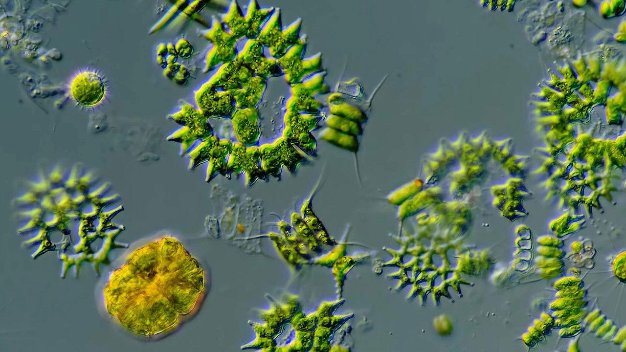 The Diversity of Shapes in the Microcosmos