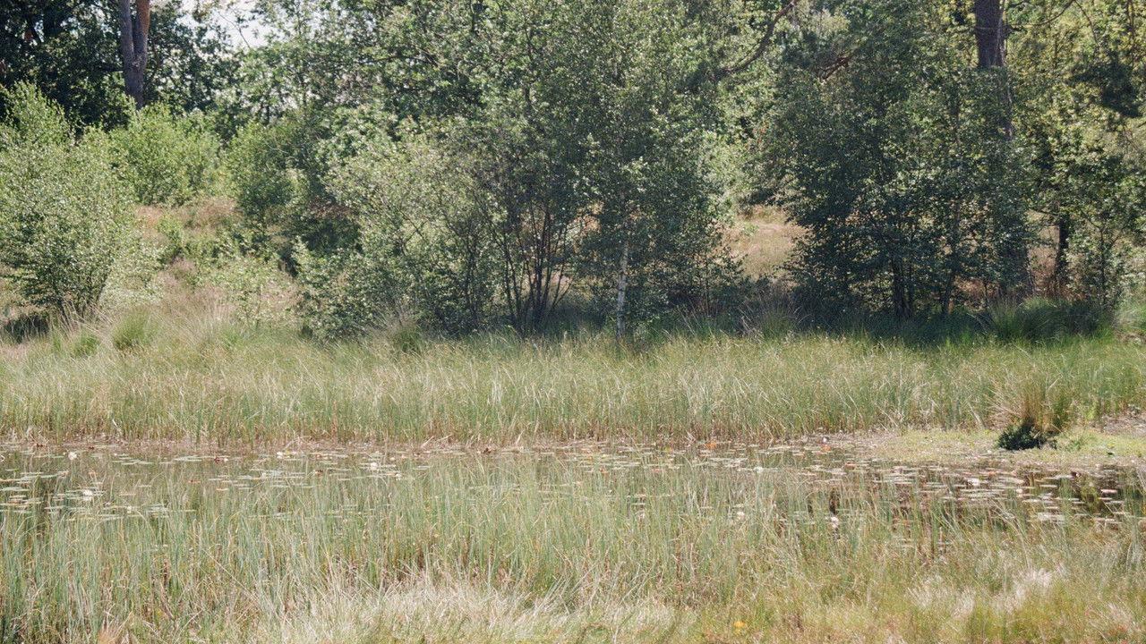 En Plein Air backdrop