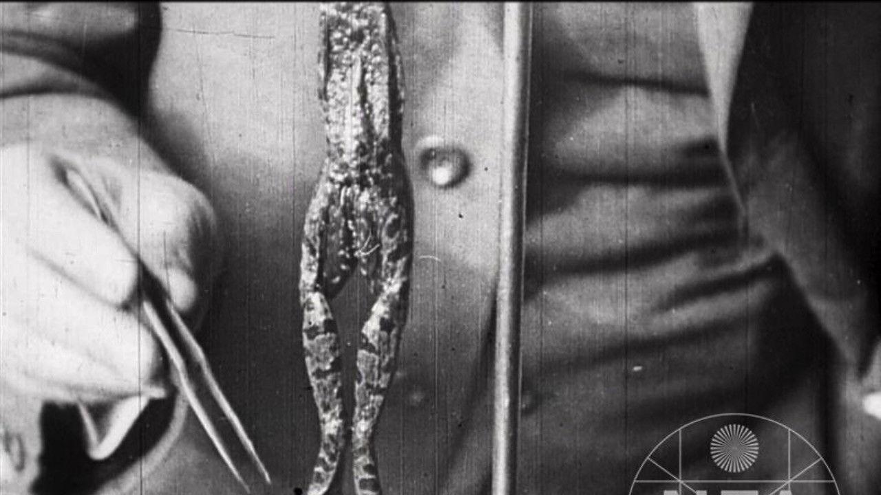 The Life of a Killed Frog backdrop