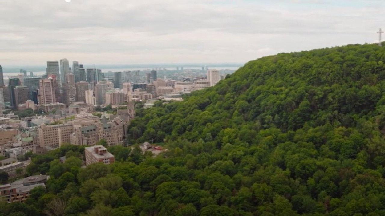 Urban Forests backdrop