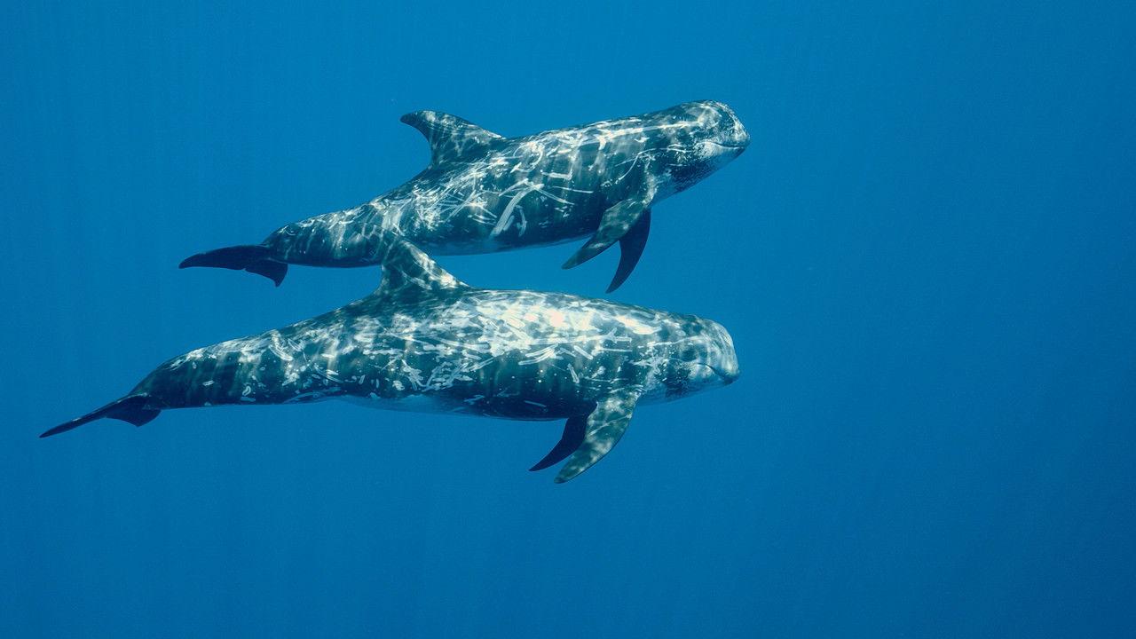 Arxipèlag blau backdrop