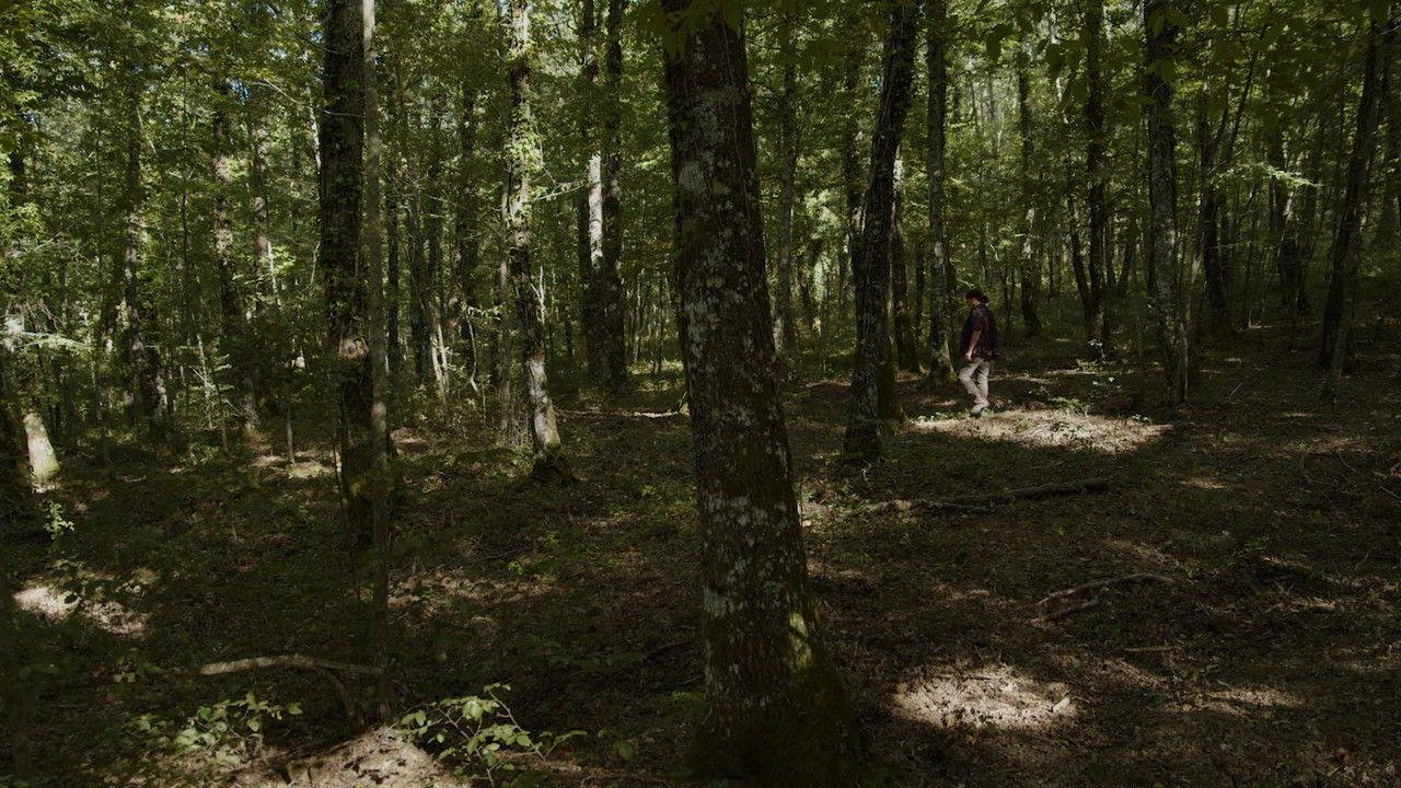L'ornitologa backdrop