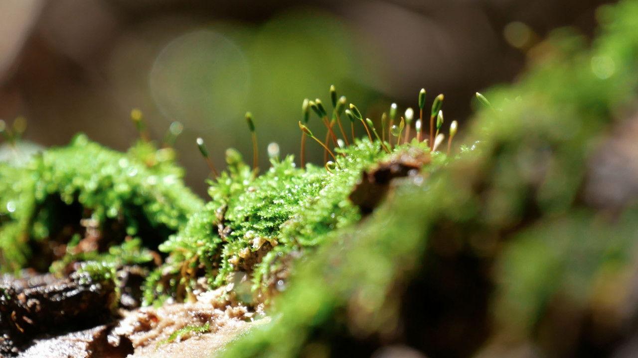 La Voz de la Barranca backdrop