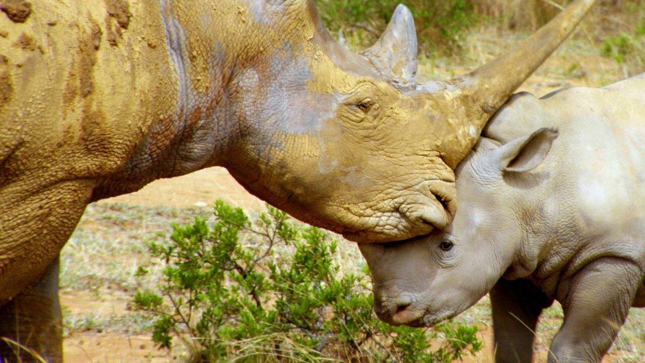 野性标志 backdrop
