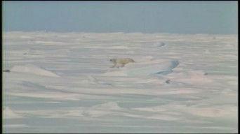 On the Arctic Ice Pack