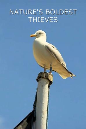 Nature's Boldest Thieves film afişi