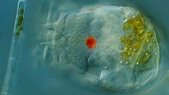 Journey Through the Body of a Rotifer