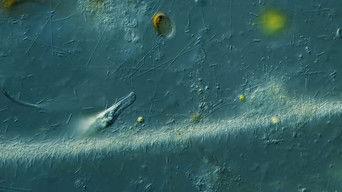 Tumbling Down Invisible Highways