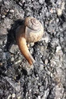 Hong Sangsoo – Winner of the Silver Bear for Best Screenplay film afişi