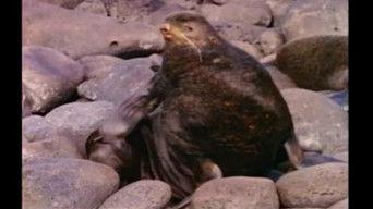 Call of the Pribilofs