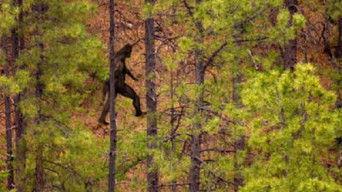 Unexplained Phenomena