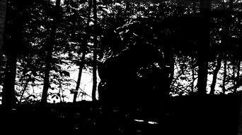 Species Anomaly Report