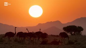 Behind the scenes of the BBC animal series