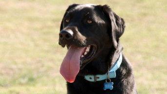 Making Dogs Happy (Part 1)