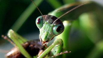 Che grilli hai nel piatto?