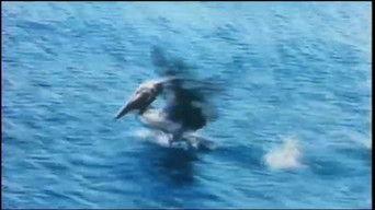 Designs for Survival