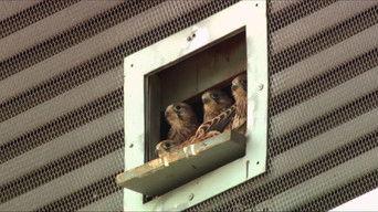 Wild Berlin - through the urban jungle with alert eyes