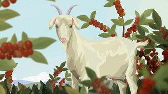 Why Does Caffeine Exist?