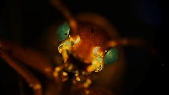 Creepy Crawly Close-Ups